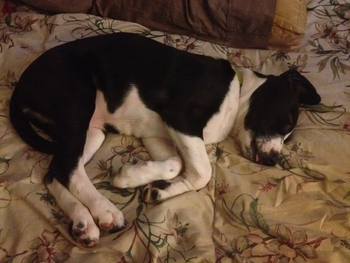 A black and white dog is curled up and sleeping soundly on a floral-patterned bedspread, its paws tucked under its body. The…