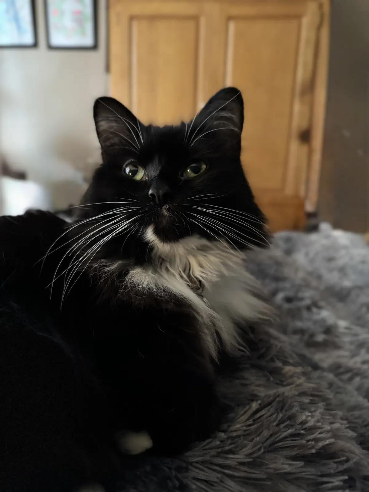 A black cat with a white chest and long white whiskers lies on a gray fluffy blanket, staring intently at the camera with…
