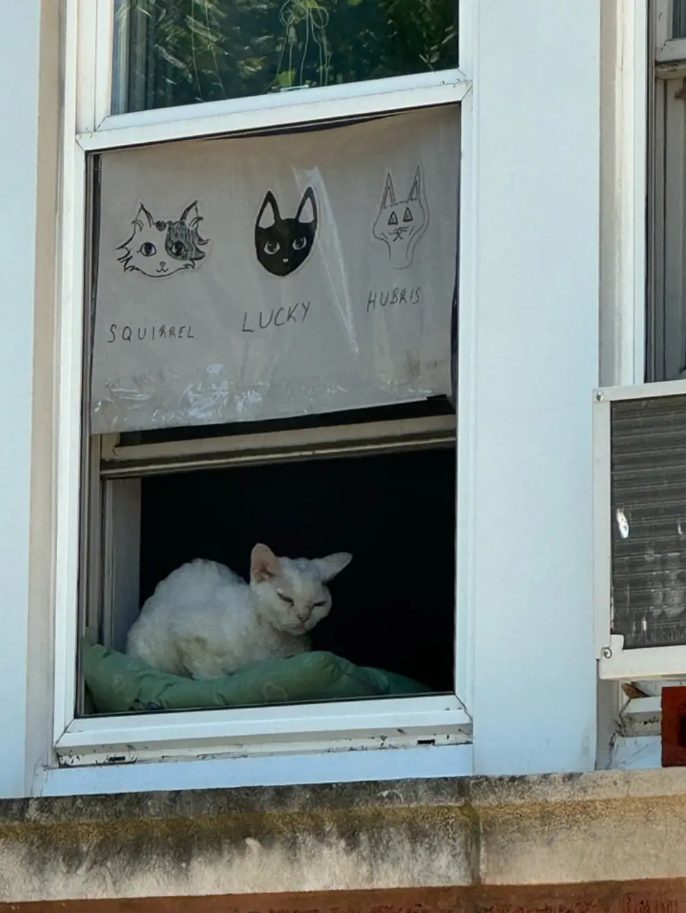 A white cat sleeps peacefully on a green cushion in a window, while a sheer curtain above it displays three hand-drawn cat…