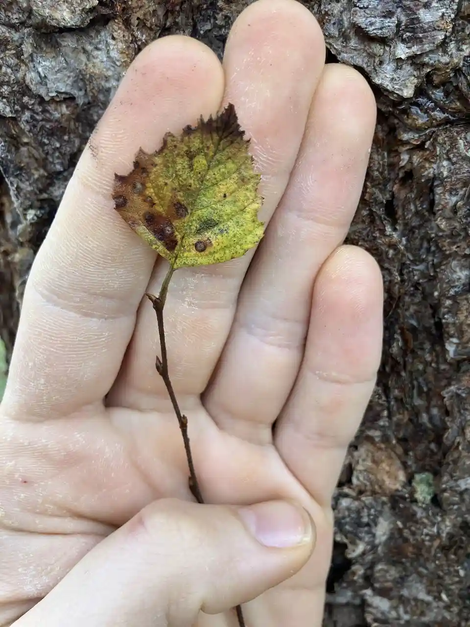 A close-up photo shows a person's hand holding a small, yellowish-green leaf with brown spots and ragged edges against a…