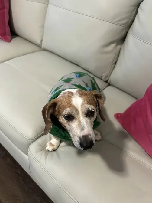 A small brown and white dog wearing a green Christmas-themed sweater sits on a light-colored leather couch, looking directly…
