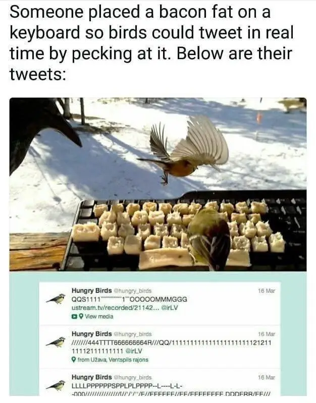 The image shows a snowy outdoor scene with two small birds interacting with a keyboard covered in pieces of bacon fat. One…
