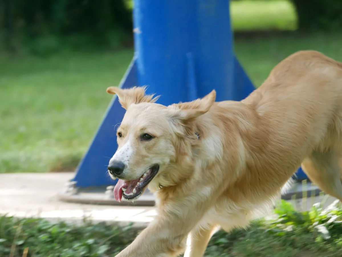 A golden retriever is captured mid-stride, running energetically past a blue agility cone in a grassy outdoor area. The dog…