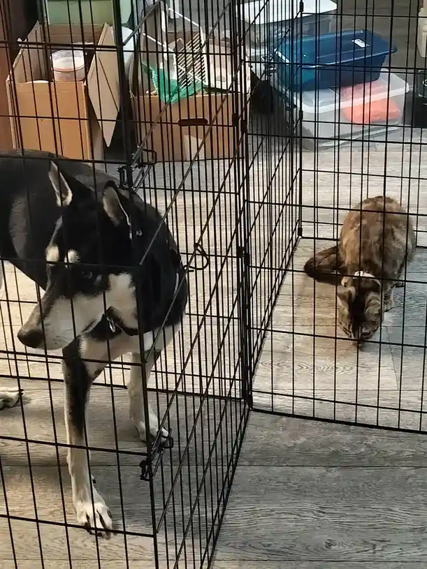 A black and white dog stands alert in a black wire crate, looking toward a brown tabby cat in an adjacent crate. The cat is…