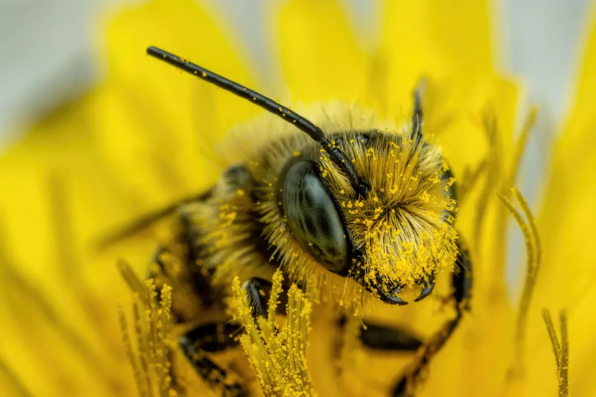 The Buzzing Mystery: What Does Bzzzzzz Mean?