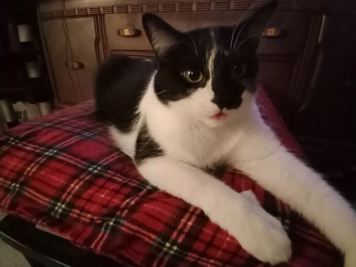 A black and white cat with wide, slightly unimpressed eyes lies sprawled on a red plaid blanket, looking directly at the…