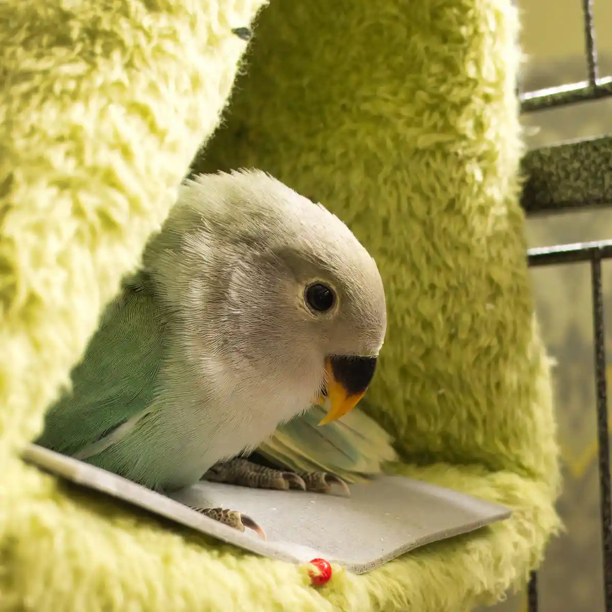 A small, light green and grey parrot with a yellow beak is perched inside a fuzzy, lime-green fabric enclosure, looking down…