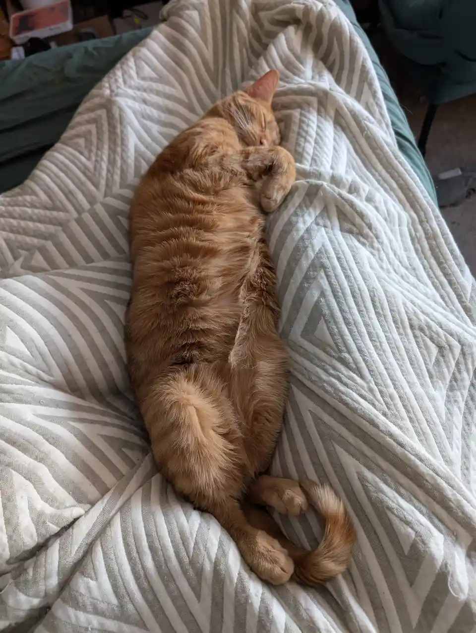 An orange tabby cat is curled up and sleeping soundly on a white and gray patterned blanket, with its paws tucked in and…