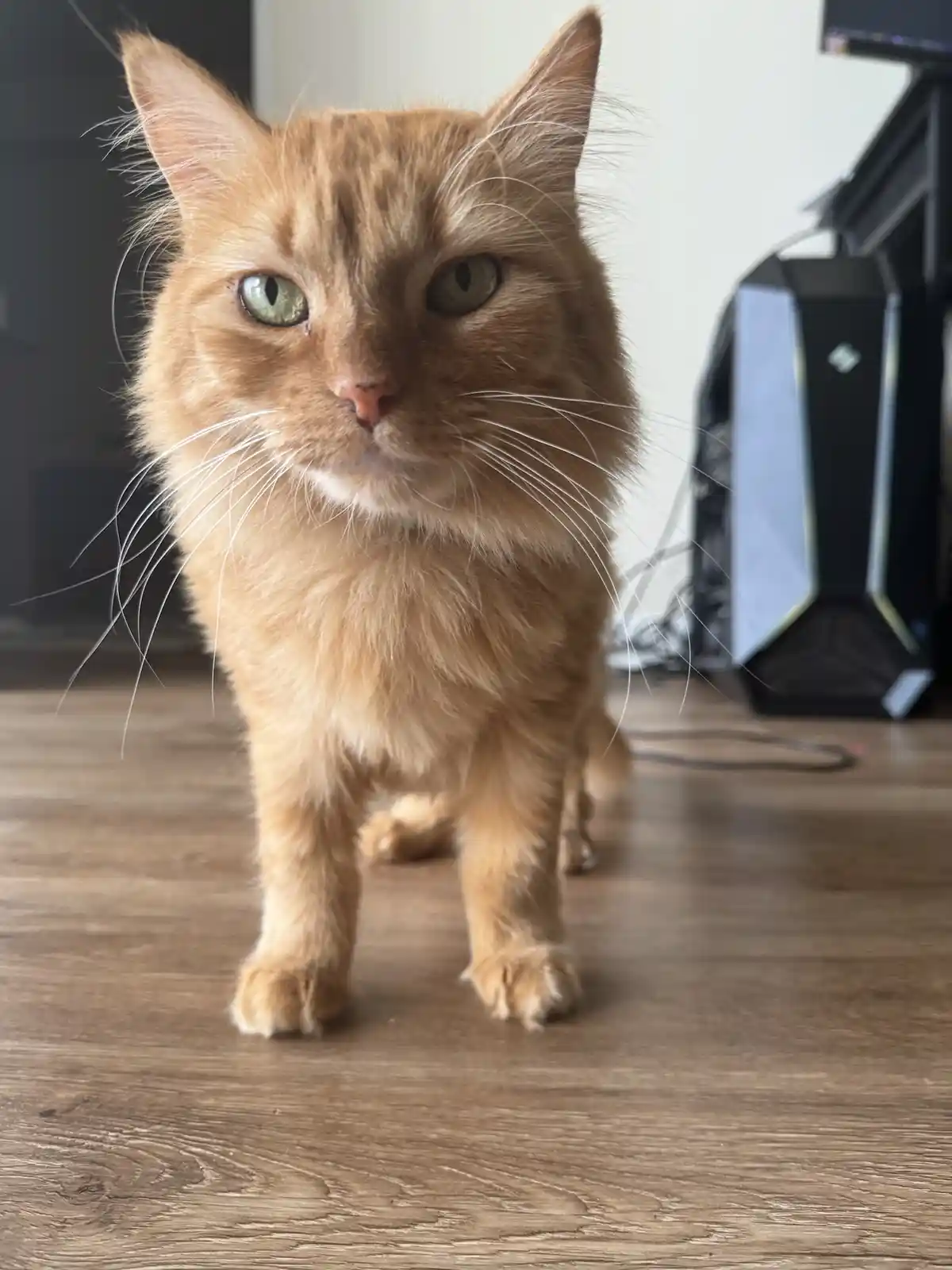 A fluffy orange tabby cat stands on a wooden floor, staring directly at the camera with a serious, unimpressed expression…