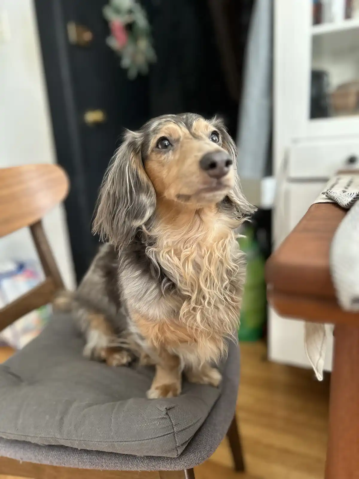 A long-haired dachshund with a serious, upward-looking expression sits on a gray cushioned chair in a home setting. The…