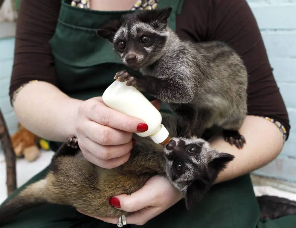 a person in a green apron holds two small, furry baby civets, one perched on their arm and the other cradled in their lap…