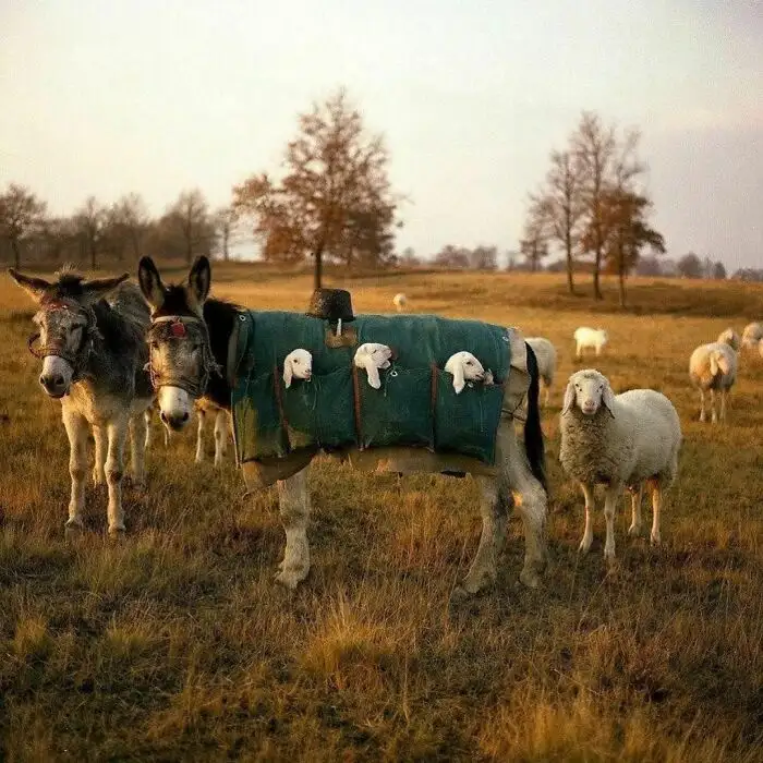 A donkey wearing a green saddle blanket with several white lambs peeking out from the pockets, standing in a field with…