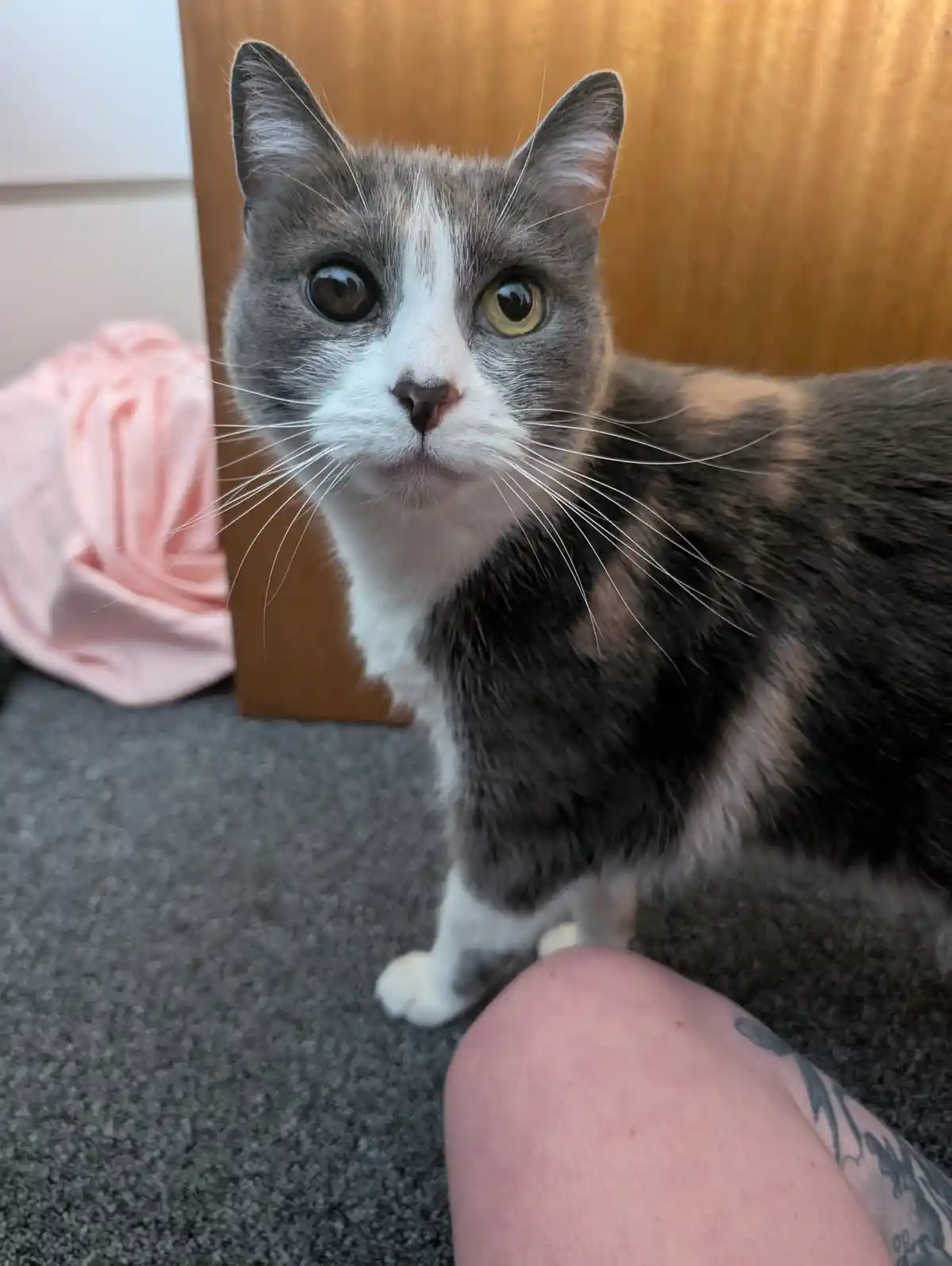A close-up photo of a gray and white cat with heterochromia (one brown eye, one green eye) staring intently at the camera…