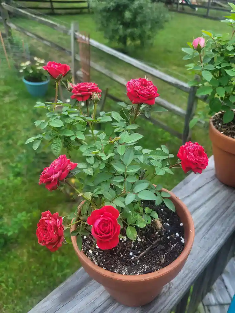 A potted plant with vibrant red roses sits on a wooden railing, with dewdrops visible on the petals and leaves. The…