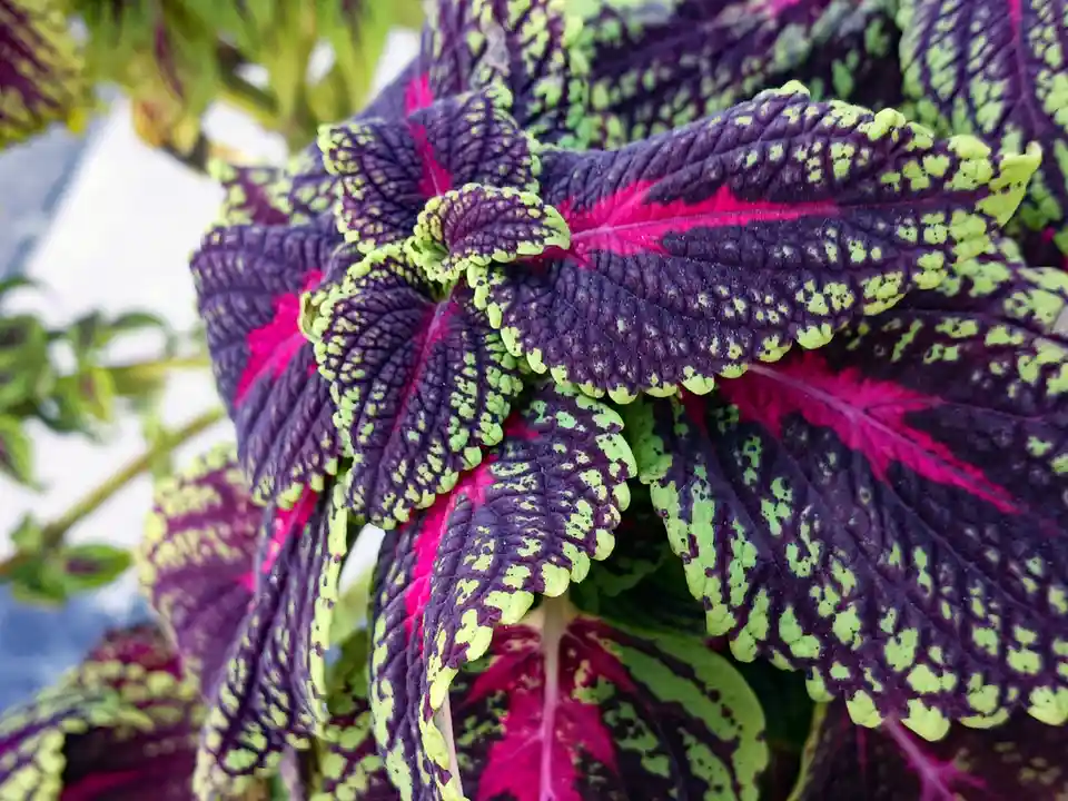 Meet the vibrant Coleus plant!