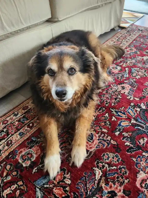 Peanut the Dog's Daily Adventures - Day 1530