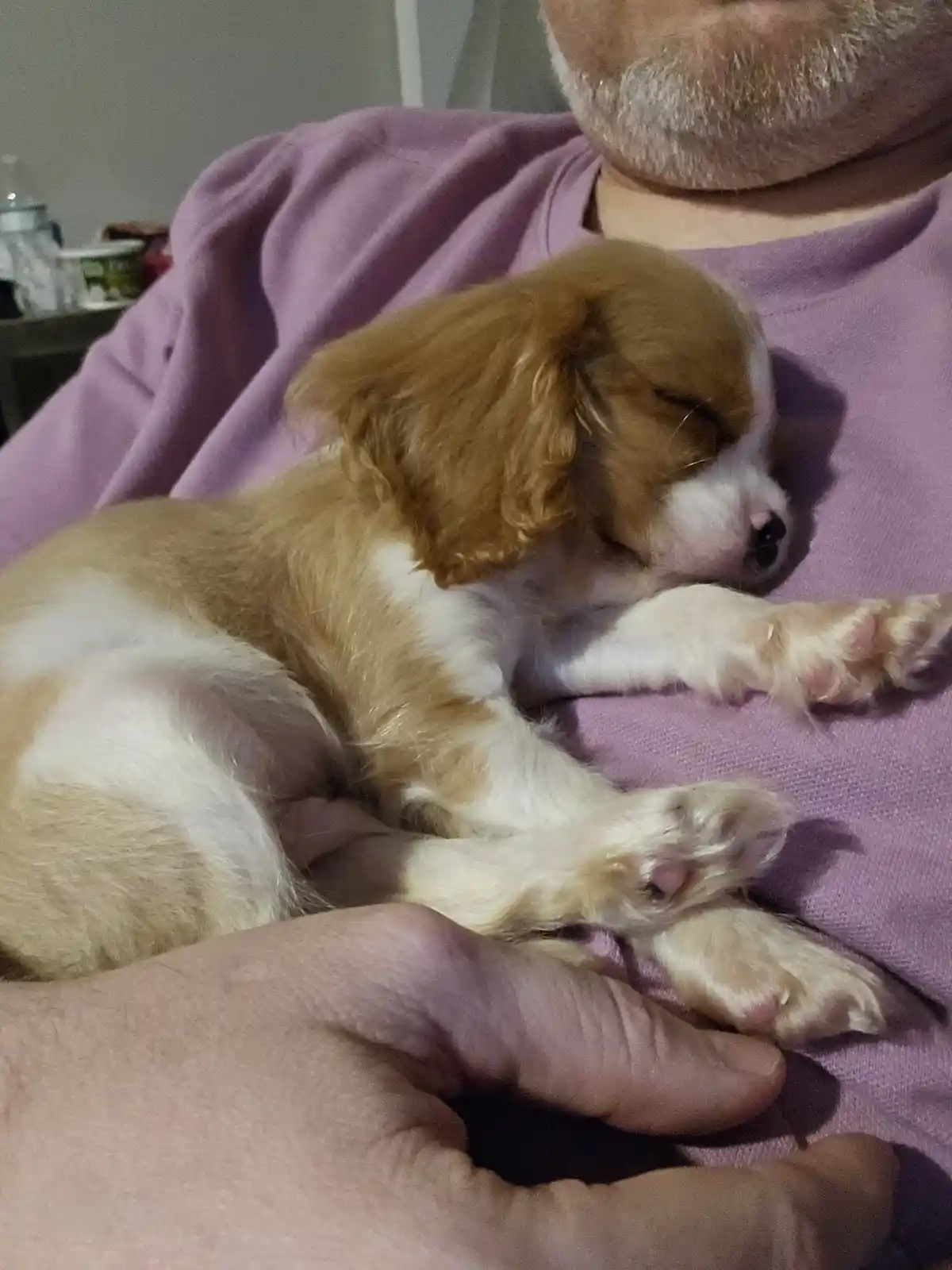 A small brown and white puppy with closed eyes is sleeping peacefully on a person's chest, nestled against their purple…