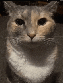 A close-up photo of a gray and white cat with a serious, soulful expression, looking directly at the camera. The cat has a…