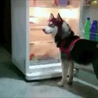 A sequence of six images shows a black and white husky dog in a red harness standing in front of an open refrigerator. The…