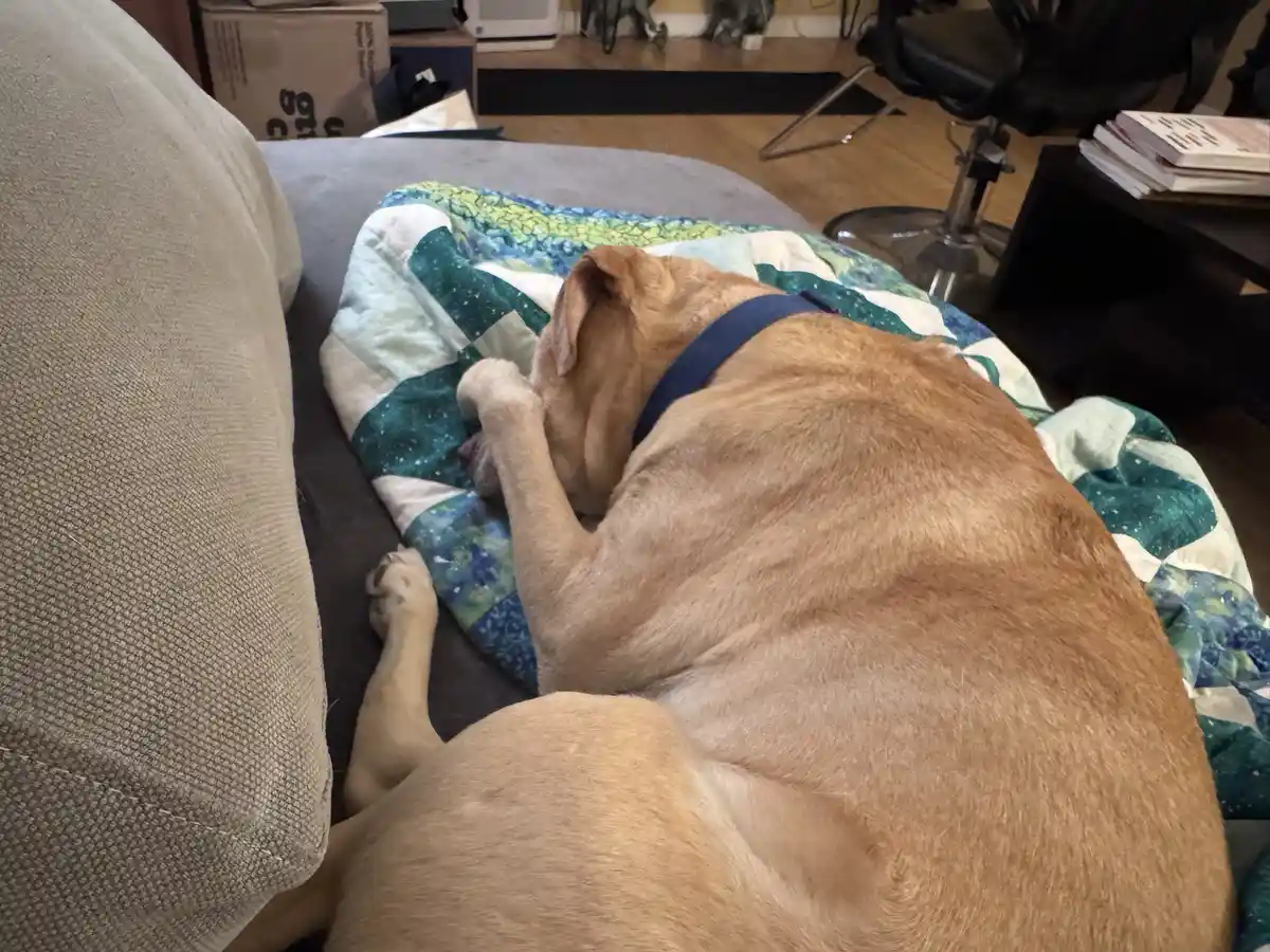 A light brown dog wearing a blue collar is curled up asleep on a colorful quilt on a couch, with its head tucked in and one…
