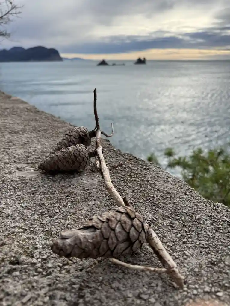 A close-up photo shows three dried pine cones and a small branch resting on a rough, gravelly concrete ledge overlooking a…