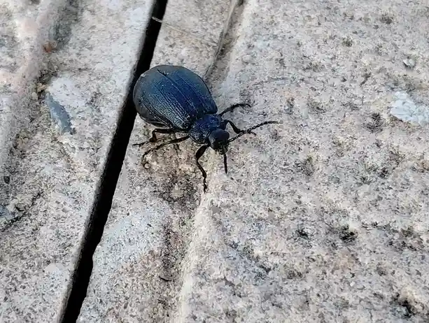 A Beetle's Perspective on Life