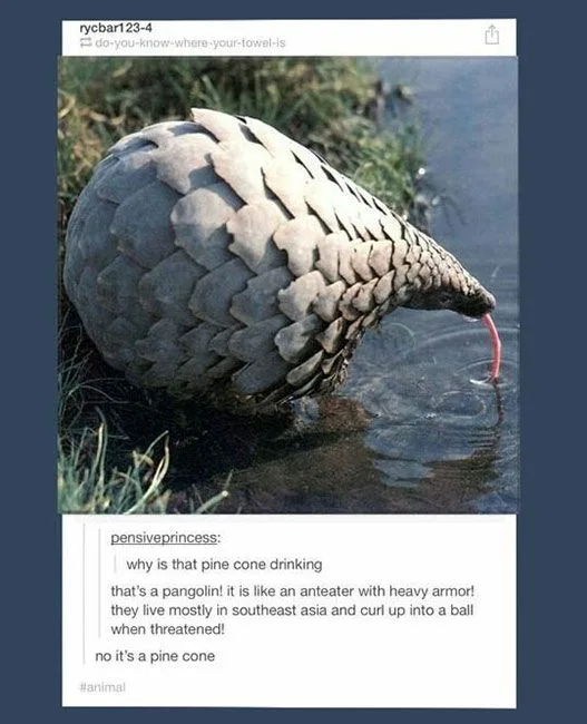A pangolin, an armored mammal with overlapping scales, is shown drinking water with its long pink tongue extended. Overlaid…