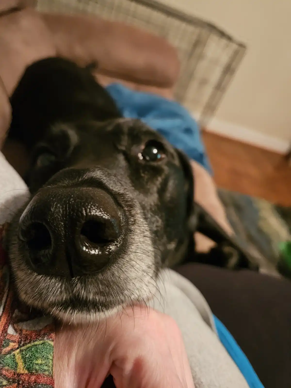 A close-up photo of a black dog with gray muzzle fur, looking up with watery eyes while being held by a person. The dog's…