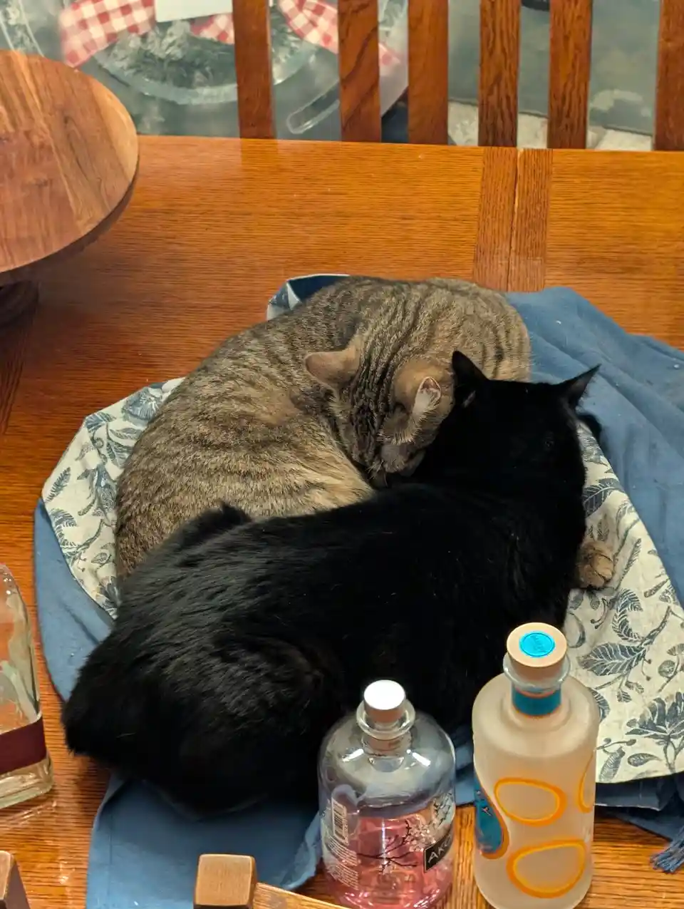 Two cats, one tabby and one black, are curled up sleeping together on a blue blanket placed on a wooden table. In front of…