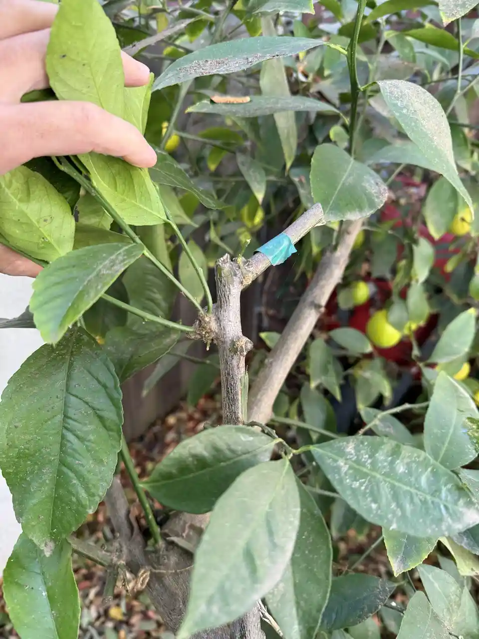 A close-up photo shows a person's hand gently holding a leaf on a citrus tree, with a freshly grafted branch wrapped in blue…