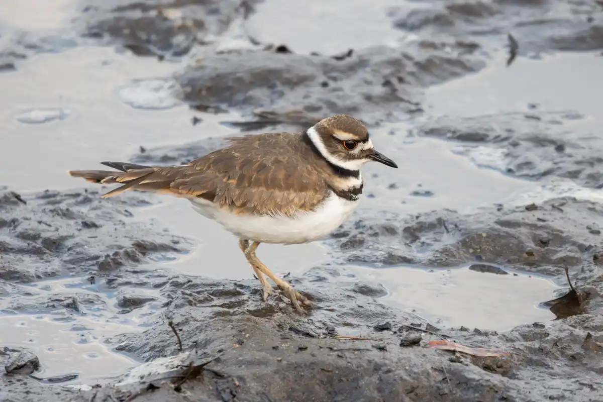 A killdeer bird stands on muddy, wet ground with puddles, looking slightly annoyed or confused. The bird has brown and white…