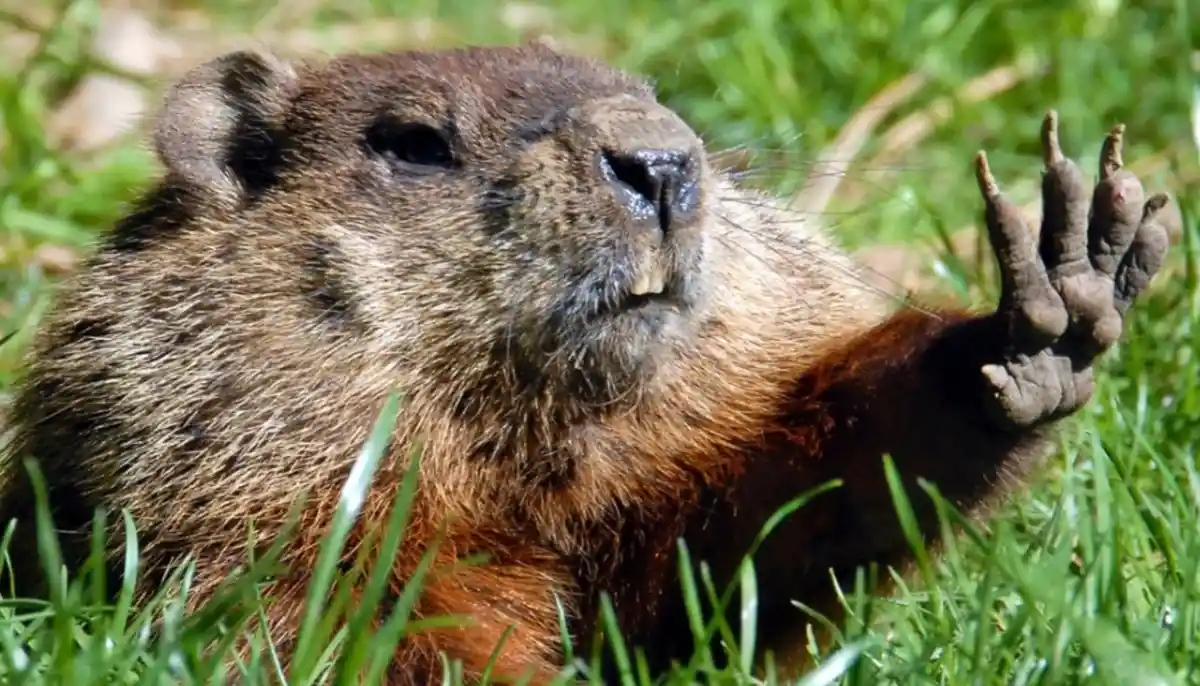 a close-up photo of a groundhog lying in green grass, raising one paw with visible claws as if waving or gesturing. The…