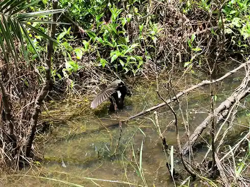 A black-and-white bird with its wings spread is standing in shallow, murky water surrounded by dense green foliage and…