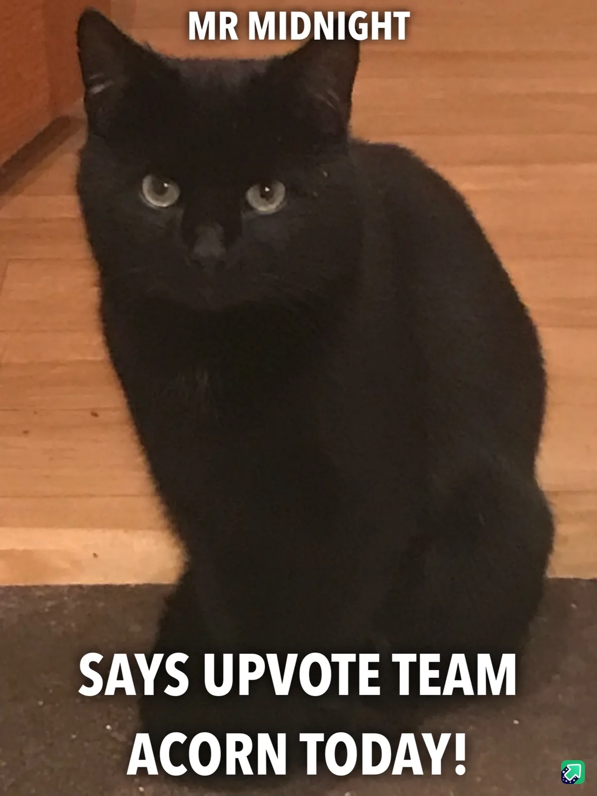 A black cat with wide, alert eyes sits on a wooden floor, looking directly at the camera. The text overlaid on the image…