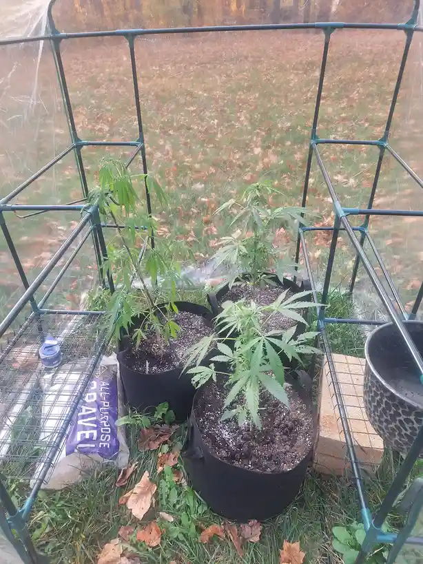 Three cannabis plants in black fabric pots sit inside a small, clear plastic greenhouse with a green metal frame, placed on…
