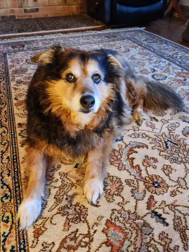 A fluffy, long-haired dog with brown, black, and white fur lies on a patterned rug in a living room, looking directly at the…