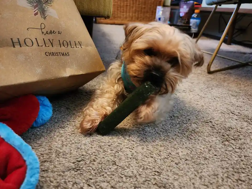 Little Puppy Getting a Special Christmas Treat!