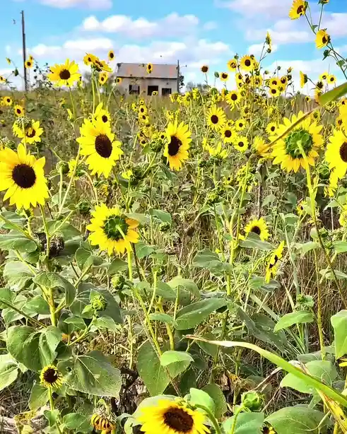 A vibrant field of yellow sunflowers with large green leaves fills the foreground, growing in front of a weathered…