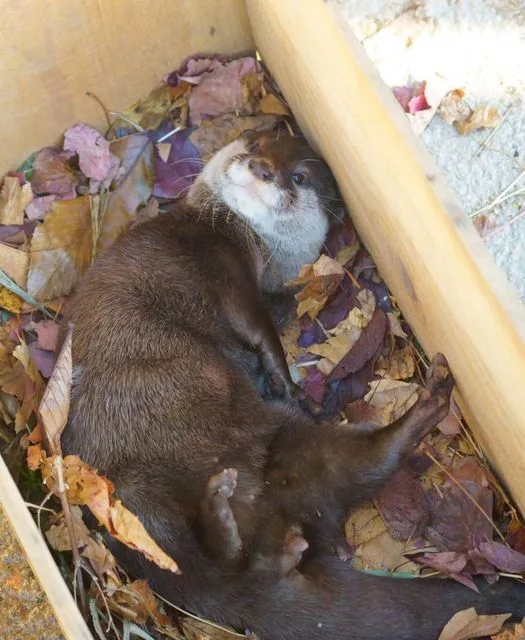 A brown otter lies curled up inside a wooden box filled with colorful autumn leaves, looking relaxed and sleepy. The otter's…