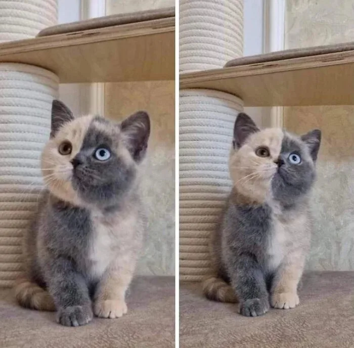 A split-image meme shows a kitten with one half of its face and body being cream-colored and the other half gray, sitting on…