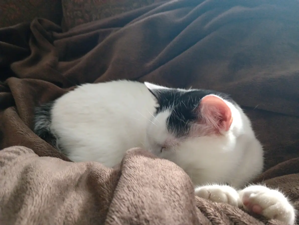 A black and white cat is curled up and sleeping soundly on a brown blanket, its paws visible and eyes closed. The overlaid…