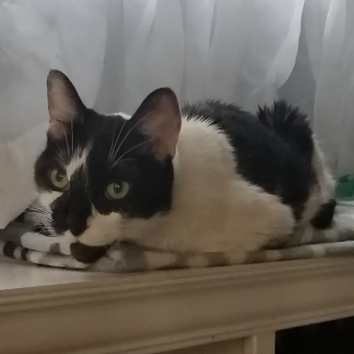 Farewell to Clover: A Heartfelt Tribute