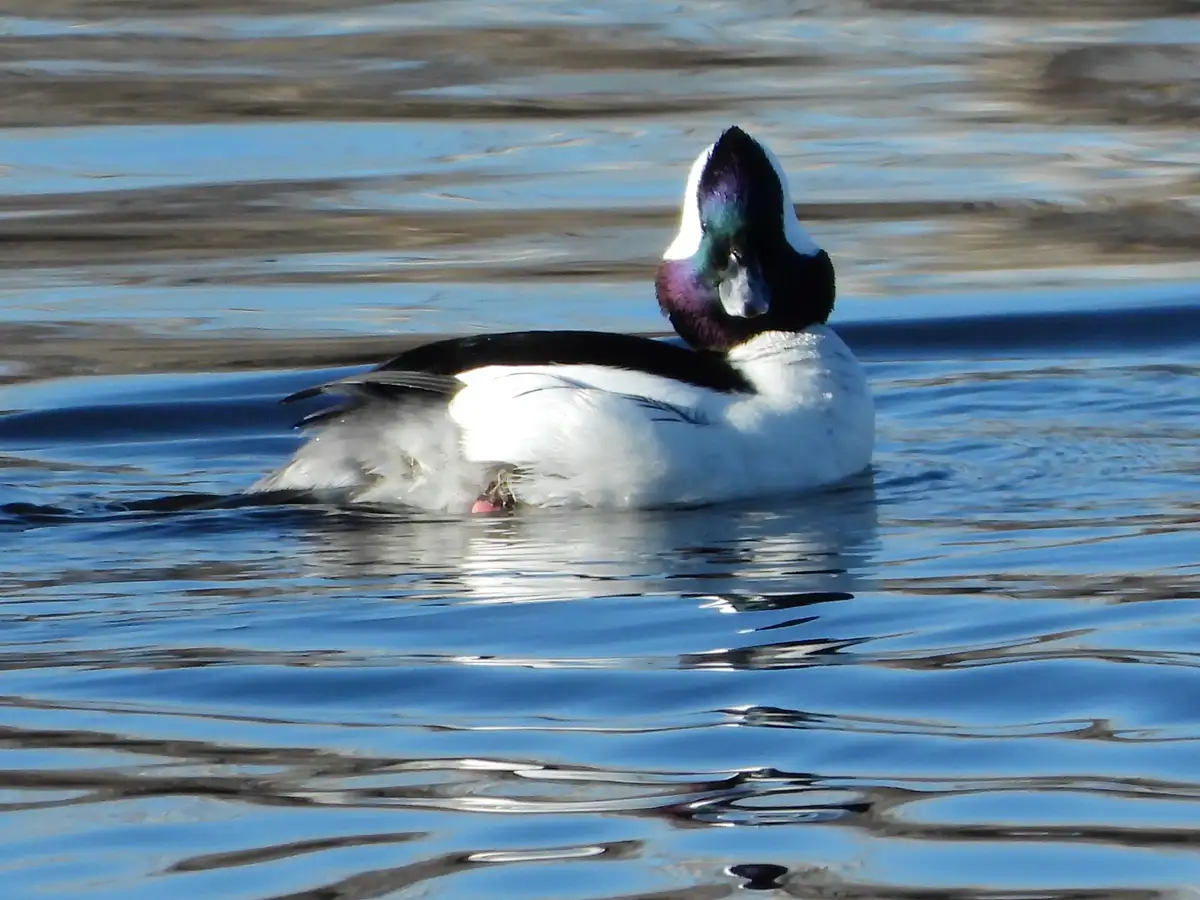 A male bufflehead duck with a black, white, and iridescent green head floats calmly on rippling blue water. Its body is…