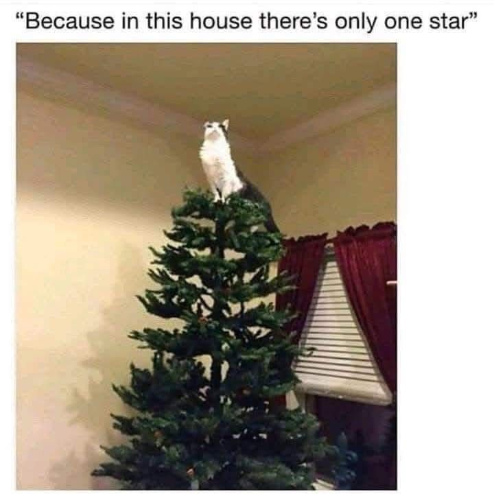 A white and gray cat sits atop a decorated Christmas tree, looking down. The overlaid text reads: 'Because in this house…