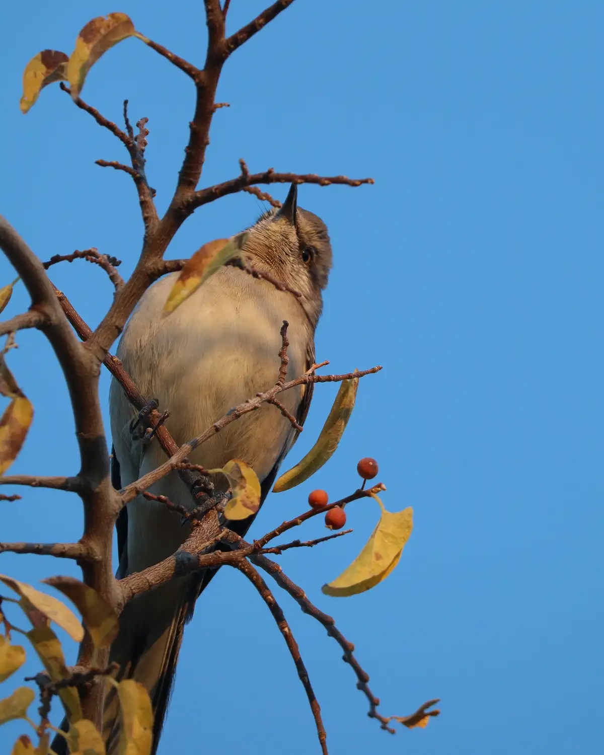 A small gray bird perched on a tree branch against a clear blue sky, with yellowing leaves and red berries nearby. The bird…