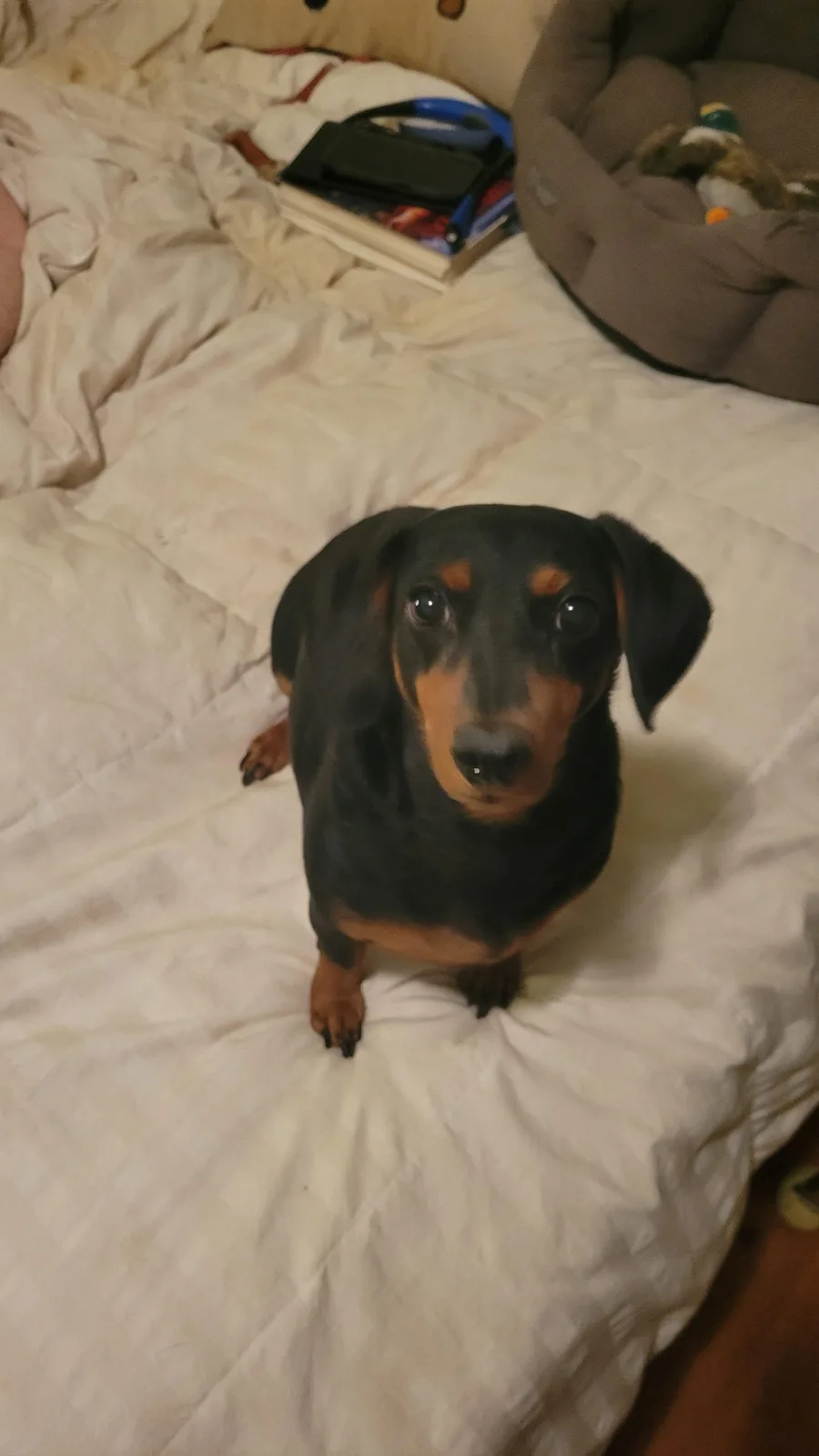 A black and tan dachshund sits upright on a rumpled white bed, looking directly at the camera with large, pleading eyes. In…