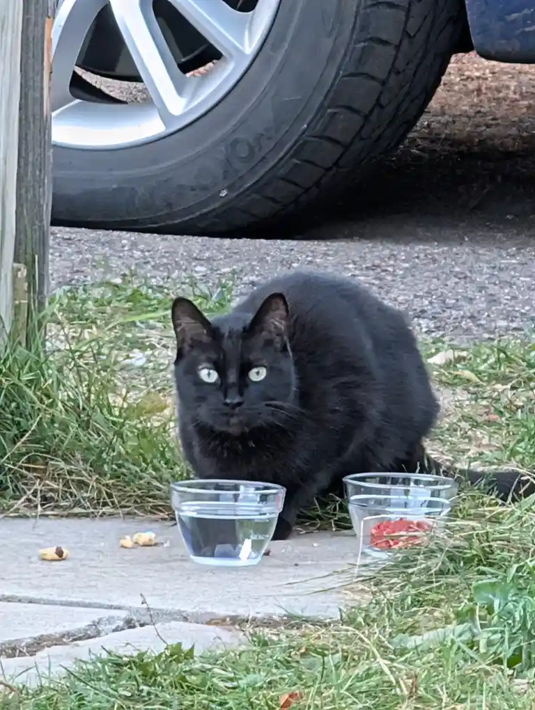 Not quite sure if this cat has officially joined our family.