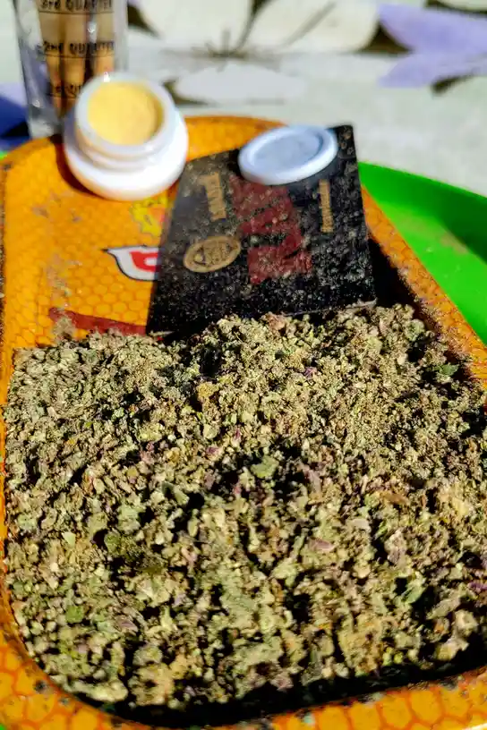 A close-up photo shows a yellow-orange tray filled with ground cannabis, with a black grinder, a small white jar of yellow…