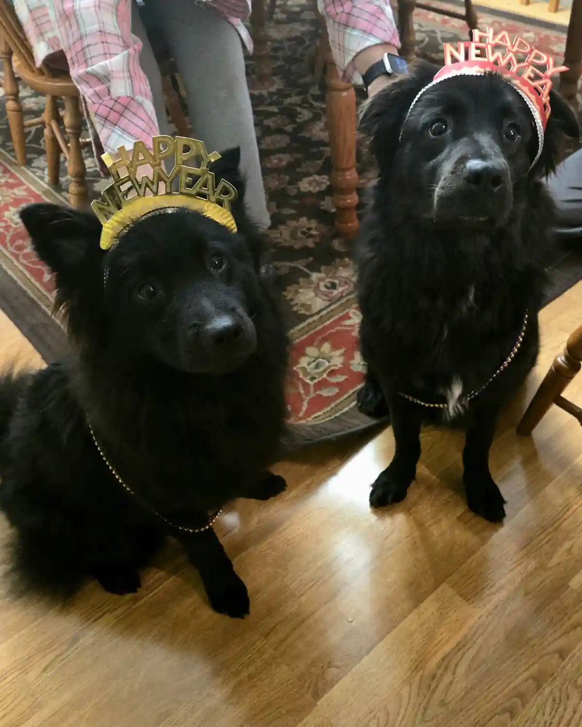 Two black dogs sit on a hardwood floor wearing 'happy new year' party crowns and beaded necklaces, looking directly at the…