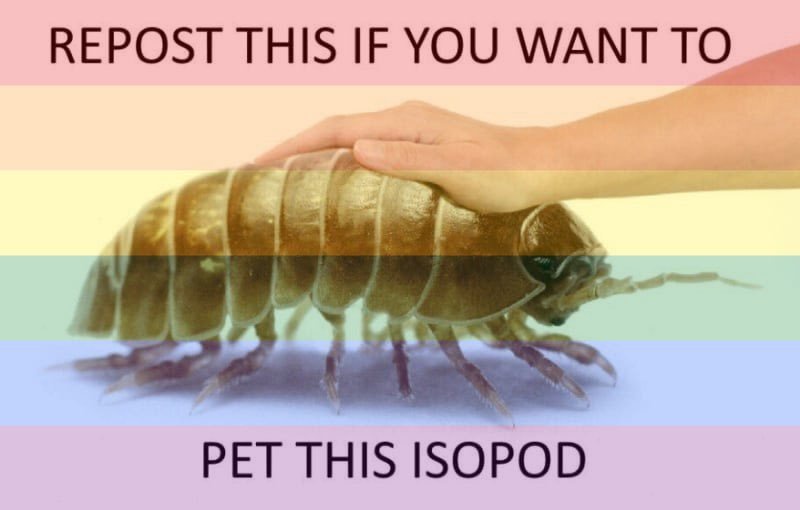 A hand gently rests on a large, segmented isopod, which is superimposed over a rainbow flag. Text at the top reads 'REPOST…